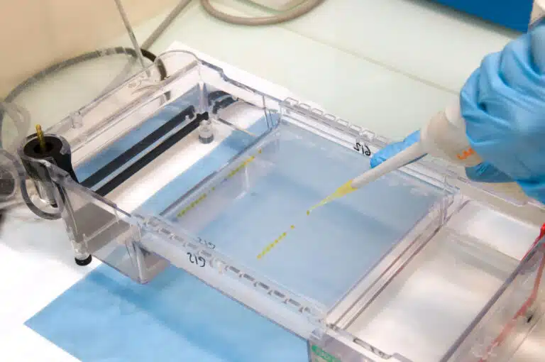 Dépôt d'échantillons d'ADN de plantes sur un gel d'agarose permettant leur analyse
